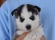 Shepherd Husky Puppies for sale in Los Angeles, CA, USA. price: NA