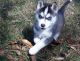 Shepherd Husky Puppies for sale in Houston, TX, USA. price: NA
