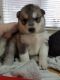 Shepherd Husky Puppies for sale in Washington, DC, USA. price: NA