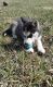 Shepherd Husky Puppies for sale in Phoenix, AZ 85004, USA. price: $500