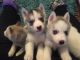 Shepherd Husky Puppies for sale in TX-121, Blue Ridge, TX 75424, USA. price: NA