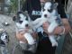 Shepherd Husky Puppies for sale in Orange County, CA, USA. price: NA
