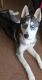 Shepherd Husky Puppies for sale in Trion, GA 30753, USA. price: NA