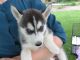 Shepherd Husky Puppies for sale in Pittsburgh, PA 15255, USA. price: NA