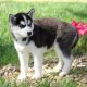 Shepherd Husky Puppies for sale in Utah, Livonia, MI 48150, USA. price: NA