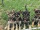 Shepherd Husky Puppies