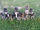 Shepherd Husky Puppies for sale in Higginsville, MO 64037, USA. price: $500