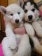 Shepherd Husky Puppies for sale in Omar Ave, Carteret, NJ 07008, USA. price: NA