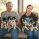 Shepherd Husky Puppies for sale in San Jose, CA, USA. price: NA