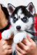 Shepherd Husky Puppies for sale in San Francisco, CA, USA. price: NA