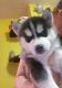 Shepherd Husky Puppies for sale in San Francisco, CA 94133, USA. price: NA