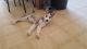 Shepherd Husky Puppies for sale in Phoenix, AZ, USA. price: $500