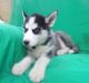 Shepherd Husky Puppies for sale in Corpus Christi, TX 78401, USA. price: NA