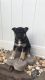 Shepherd Husky Puppies for sale in Gratz, PA, USA. price: $750