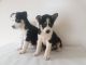 Shepherd Husky Puppies for sale in Addison, TX 75001, USA. price: $500