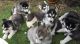 Shepherd Husky Puppies for sale in Texas City, TX, USA. price: NA