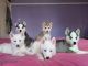 Shepherd Husky Puppies for sale in TX-121, McKinney, TX, USA. price: NA