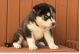 Shepherd Husky Puppies for sale in Virginia Beach, VA, USA. price: $300