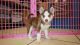 Shepherd Husky Puppies for sale in Norfolk, VA, USA. price: $800