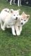 Shepherd Husky Puppies for sale in Costa Mesa, CA, USA. price: NA