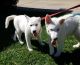Shepherd Husky Puppies for sale in Montebello, CA 90640, USA. price: NA