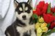 Shepherd Husky Puppies for sale in Dallas, TX, USA. price: $400