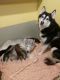 Shepherd Husky Puppies for sale in West Covina, CA, USA. price: NA