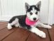Shepherd Husky Puppies for sale in New York, NY, USA. price: $300