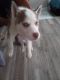 Shepherd Husky Puppies for sale in Indianapolis, IN, USA. price: $625