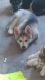 Shepherd Husky Puppies for sale in Blaine, MN, USA. price: $700