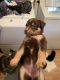 Shepherd Husky Puppies for sale in Austin, TX, USA. price: NA