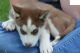 Shepherd Husky Puppies for sale in Colorado Springs, CO, USA. price: $350