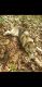 Shepherd Husky Puppies for sale in Benton Harbor, MI, USA. price: NA