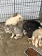 Shepherd Husky Puppies for sale in Kellyville, OK, USA. price: NA