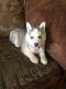 Shepherd Husky Puppies for sale in Los Angeles, CA, USA. price: $300