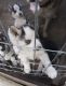 Shepherd Husky Puppies for sale in Beaverton, OR, USA. price: $650