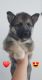 Shepherd Husky Puppies for sale in Antioch, CA 94531, USA. price: NA