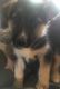 Shepherd Husky Puppies for sale in Cadillac, MI 49601, USA. price: $500