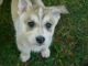 Shepherd Husky Puppies for sale in Benton Harbor, MI, USA. price: NA