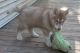 Shepherd Husky Puppies for sale in Bloomfield, IN 47424, USA. price: $500