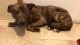 Shepherd Husky Puppies for sale in Normandy Estates, Jacksonville, FL 32221, USA. price: NA