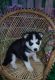 Shepherd Husky Puppies for sale in Ashland, OH 44805, USA. price: NA