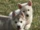 Shepherd Husky Puppies for sale in Palmdale, CA, USA. price: NA