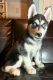 Shepherd Husky Puppies for sale in Chesterfield, MI 48051, USA. price: $350