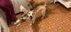 Shepherd Husky Puppies for sale in Fort Leavenworth, Leavenworth, KS 66027, USA. price: $800