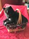 Shepherd Husky Puppies for sale in Filion, MI 48432, USA. price: NA