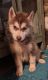 Shepherd Husky Puppies for sale in Zelienople, PA, USA. price: $800