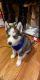 Shepherd Husky Puppies for sale in Troy, MI, USA. price: NA