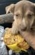 Shepherd Husky Puppies for sale in Sacramento, CA, USA. price: $375