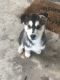 Shepherd Husky Puppies for sale in Fort Worth, TX, USA. price: NA